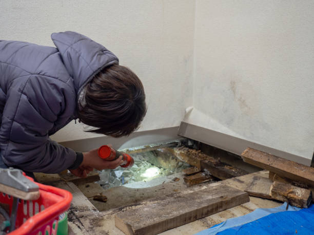 Best Post-Remediation Verification Testing  in Shady Shores, TX