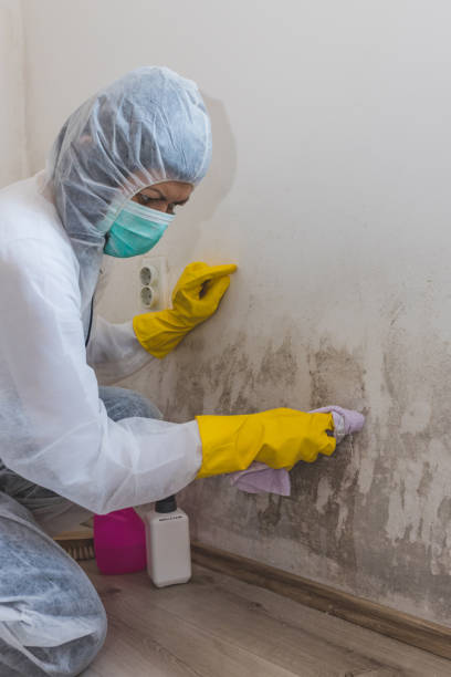 Professional Mold Removal in Shady Shores, TX